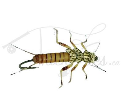 Realistic Stonefly Nymph Gold - Trickflies.ca